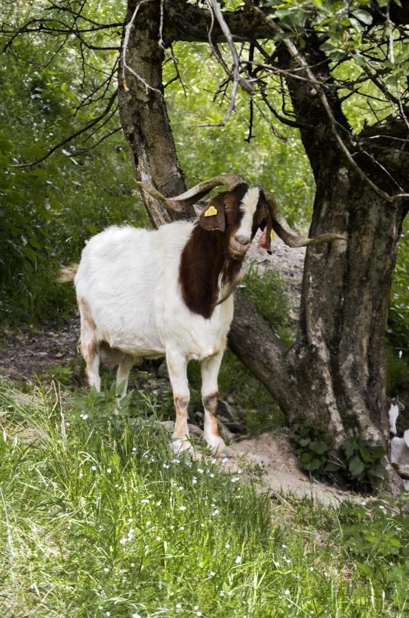 Ljubno Farm Stay Loger מראה חיצוני תמונה